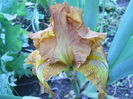DSCN4011
