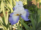 DSCN4071