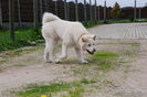 Animals___Dogs_Beautiful_white_Akita_Inu_048236_