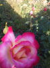 IMG_20150602_080808
