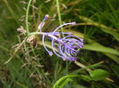 Muscari comosum (2015, May 20)