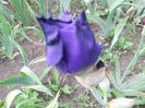 DSCN4216