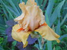 DSCN4245