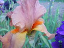 DSCN4259