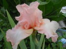 DSCN4281