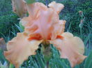 DSCN4284