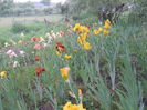 DSCN4287