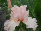DSCN4302
