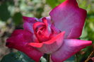 DSC_1560