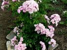 Heavenly Pink - Lens
