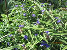 Tradescantia