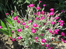 Lychnis coronaria