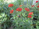 Lychnis calcedonica