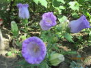 Campanula medium
