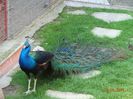 DSC00233