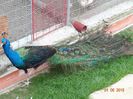 DSC00235