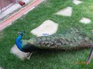DSC00246