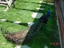 DSC09692