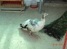 DSC09748