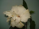 Classic White
