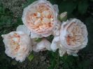 crown princess margaret