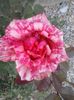 pink intuition