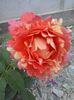 rose de cisterciens