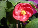SAM_5636