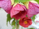 SAM_5639