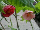 SAM_5667