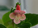 NEW 2015 - Kohleria Luci s Gently
