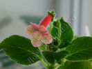 NEW 2015 - Kohleria Luci s Gently