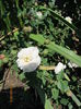 Little White Pet