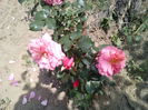 IMG_20150604_115035