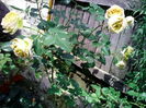 IMG_20150604_114848