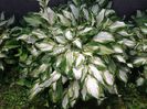 Hosta