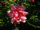 DSCN8900