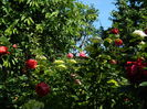 DSCN8901