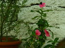 DSCN8916