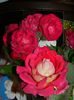 DSCN8924