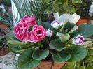 gloxinia 20lei