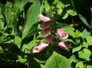 DSCN8978