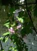 DSCN8980