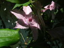 DSCN8981