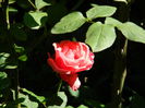 DSCN8999