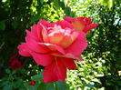 DSCN9001