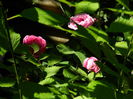 DSCN9008