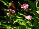 DSCN9009
