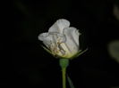 DSCN9050
