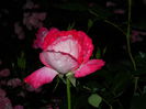 DSCN9052